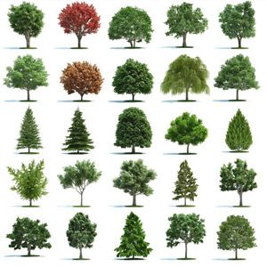 trees-for-landscaping-19_12 Дървета за озеленяване