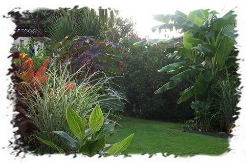 tropical-backyard-landscaping-83_12 Тропически двор озеленяване