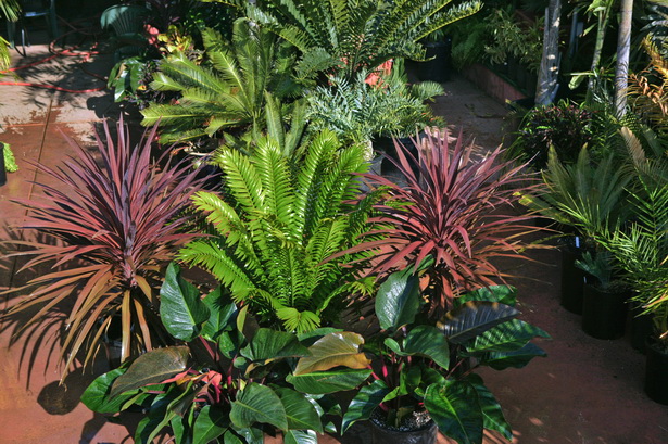 tropical-backyard-plants-94_9 Тропически градински растения