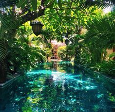 tropical-backyard-23_17 Тропически заден двор