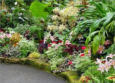 tropical-flower-beds-89 Тропически цветни лехи