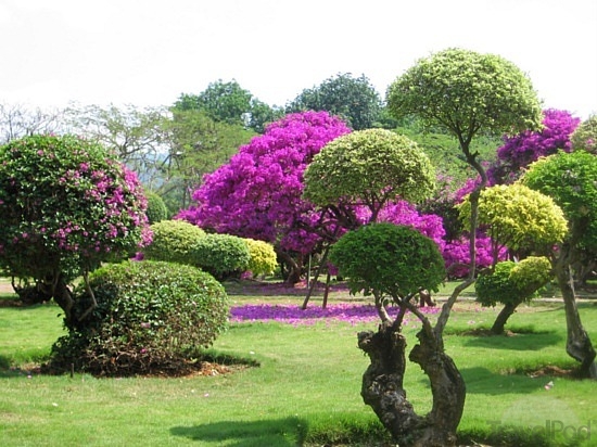 tropical-flower-garden-99_15 Тропическа цветна градина
