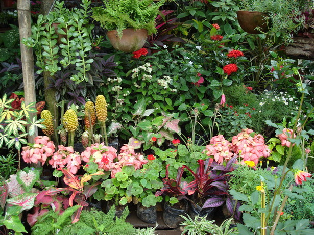 tropical-flower-garden-99_5 Тропическа цветна градина