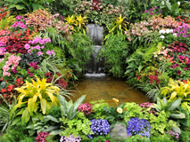 tropical-flower-garden-99_7 Тропическа цветна градина