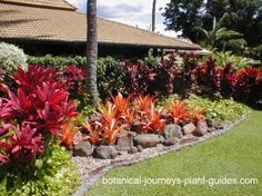 tropical-front-yard-landscaping-66_16 Тропически преден двор озеленяване