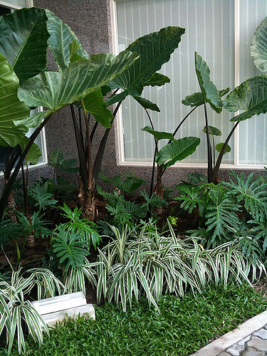 tropical-garden-bed-ideas-75_14 Идеи за тропическа градина