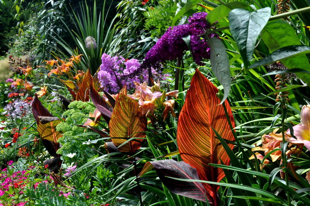 Тропически градински цветя