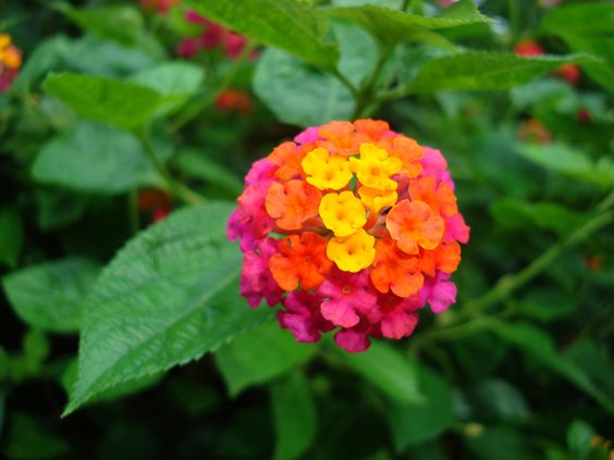 tropical-garden-flowers-89_10 Тропически градински цветя
