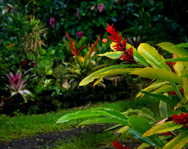 tropical-garden-flowers-89_15 Тропически градински цветя
