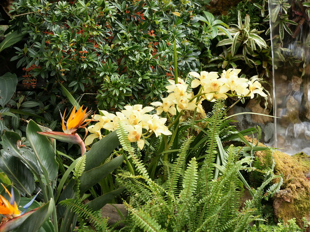 tropical-garden-flowers-89_19 Тропически градински цветя