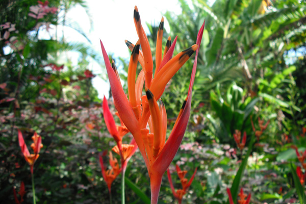 tropical-garden-flowers-89_3 Тропически градински цветя