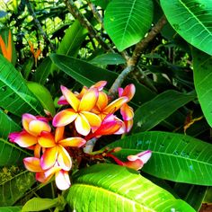 tropical-garden-flowers-89_5 Тропически градински цветя