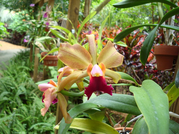 tropical-garden-flowers-89_8 Тропически градински цветя