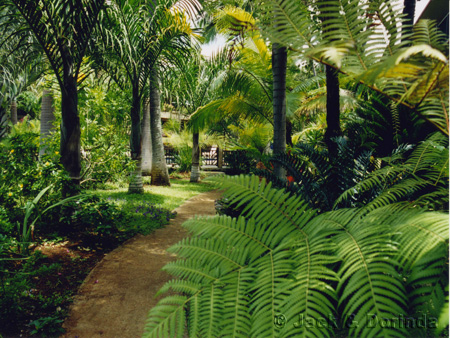 tropical-garden-paths-70_14 Тропически градински пътеки