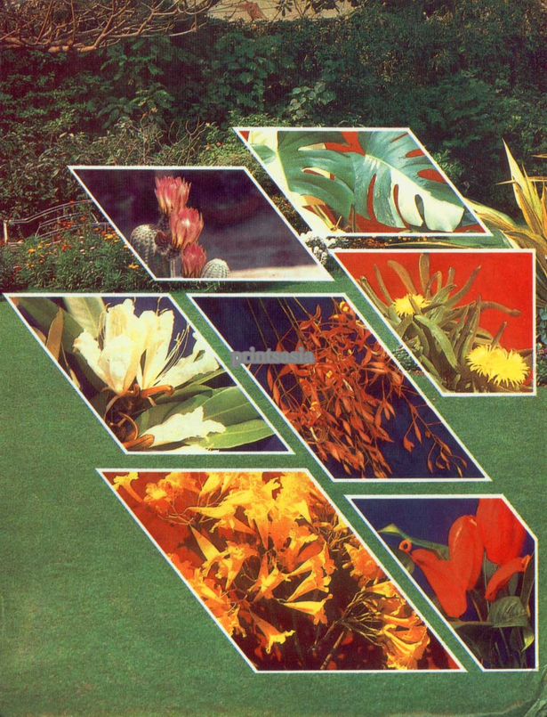 tropical-garden-plants-in-colour-54_13 Тропически градински растения в цвят