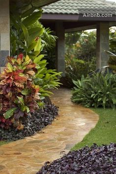 tropical-garden-plants-in-colour-54_15 Тропически градински растения в цвят