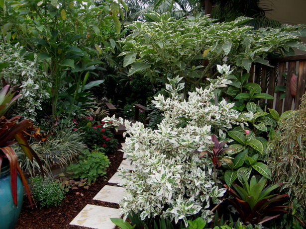 tropical-garden-plants-in-colour-54_2 Тропически градински растения в цвят