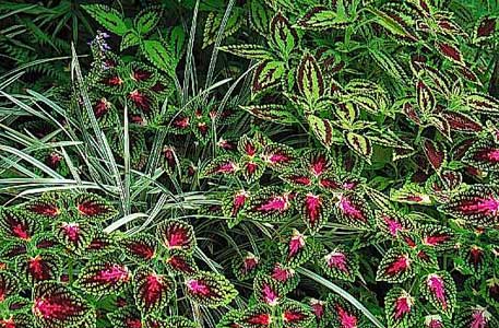 tropical-garden-plants-in-colour-54_3 Тропически градински растения в цвят