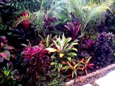 tropical-garden-plants-in-colour-54_5 Тропически градински растения в цвят