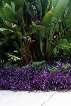 tropical-garden-plants-in-colour-54_6 Тропически градински растения в цвят