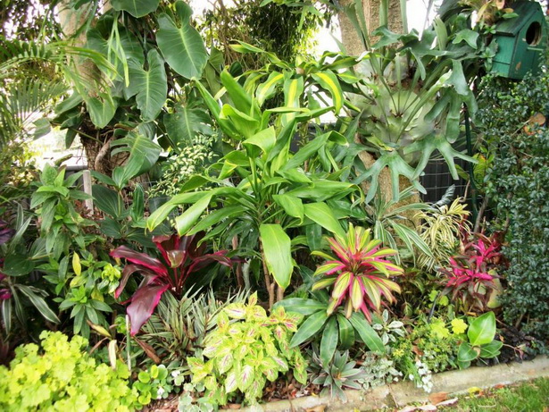 tropical-garden-plants-in-colour-54_7 Тропически градински растения в цвят