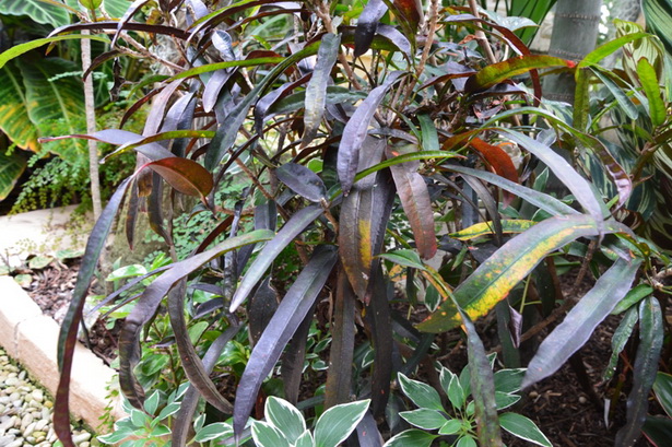 tropical-garden-plants-in-colour-54_8 Тропически градински растения в цвят