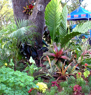 tropical-garden-plants-list-50_10 Списък на тропическите градински растения