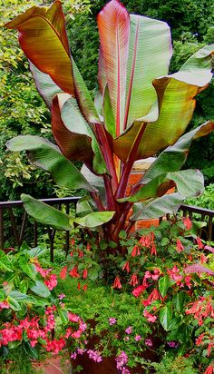 tropical-garden-plants-list-50_11 Списък на тропическите градински растения