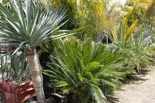 tropical-garden-plants-list-50_12 Списък на тропическите градински растения