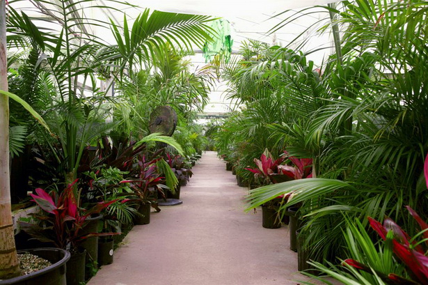 tropical-garden-plants-list-50_18 Списък на тропическите градински растения