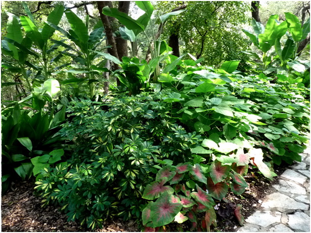 tropical-garden-plants-list-50_5 Списък на тропическите градински растения