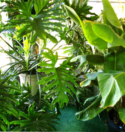 tropical-garden-plants-list-50_9 Списък на тропическите градински растения