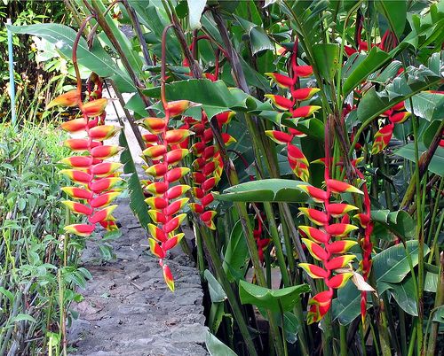 tropical-garden-plants-85_10 Тропически градински растения
