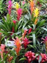 tropical-garden-plants-85_16 Тропически градински растения