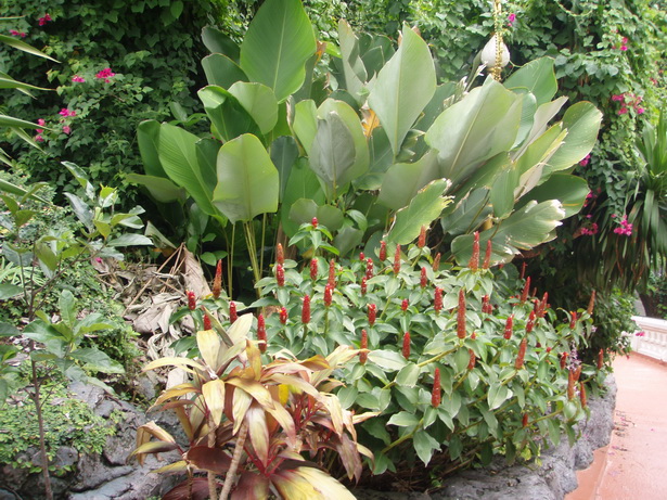 tropical-garden-plants-85_2 Тропически градински растения