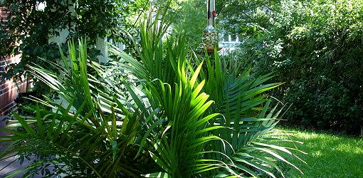 tropical-garden-plants-85_9 Тропически градински растения