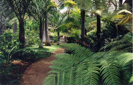 tropical-garden-trees-16_12 Тропически градински дървета
