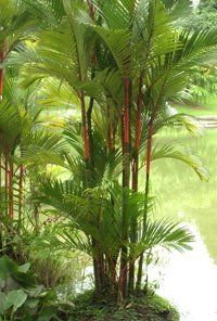 tropical-garden-trees-16_13 Тропически градински дървета