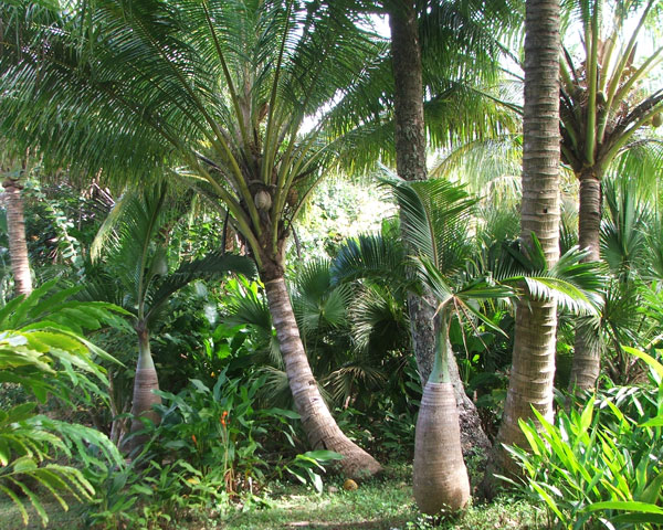 tropical-garden-trees-16_2 Тропически градински дървета