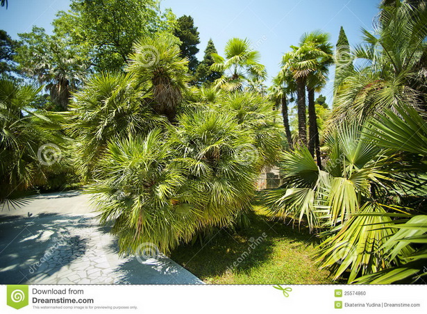 tropical-garden-trees-16_5 Тропически градински дървета
