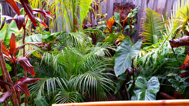 tropical-gardening-89_10 Тропическо градинарство