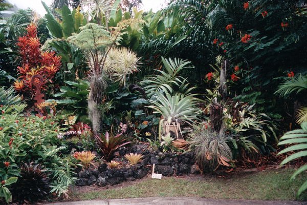 tropical-gardening-89_5 Тропическо градинарство