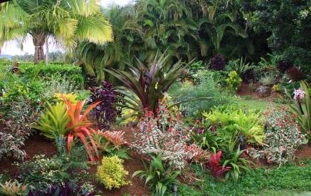 Тропически ландшафтни растения