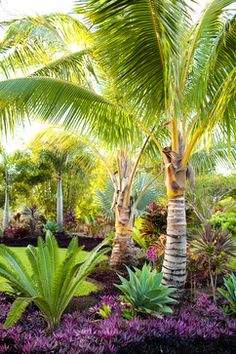 tropical-landscaping-ideas-for-backyard-96_7 Тропически озеленяване идеи за задния двор