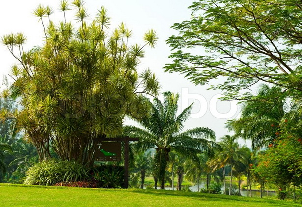 tropical-landscaping-trees-44_7 Тропически дървета за озеленяване