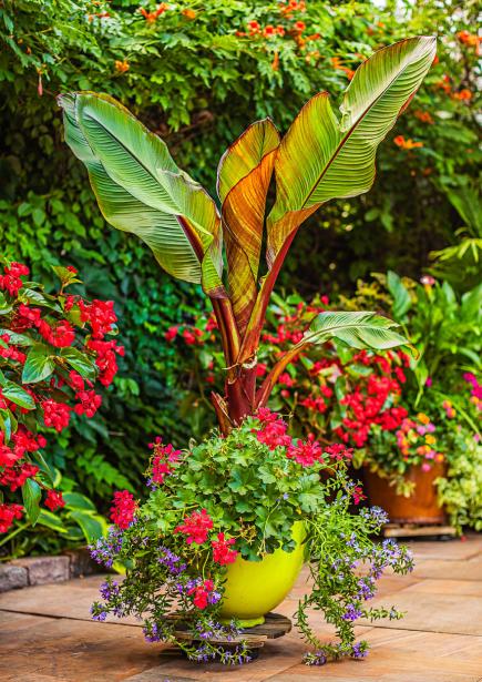 tropical-planter-ideas-10_19 Идеи за тропически плантатори