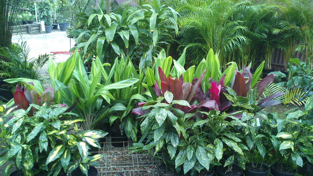 Схема за засаждане на тропически растения