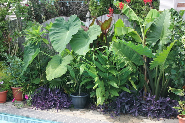Тропически растения за задния двор