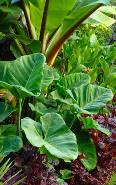 tropical-plants-for-garden-27_10 Тропически растения за градината