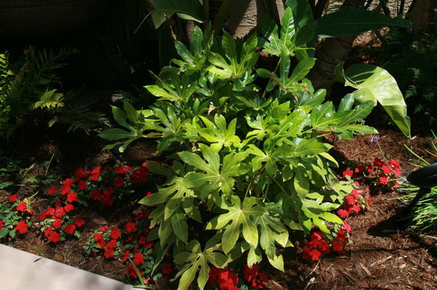 tropical-plants-for-landscaping-67_12 Тропически растения за озеленяване